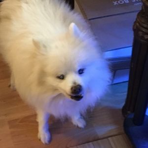 Meet your Posher, Bill